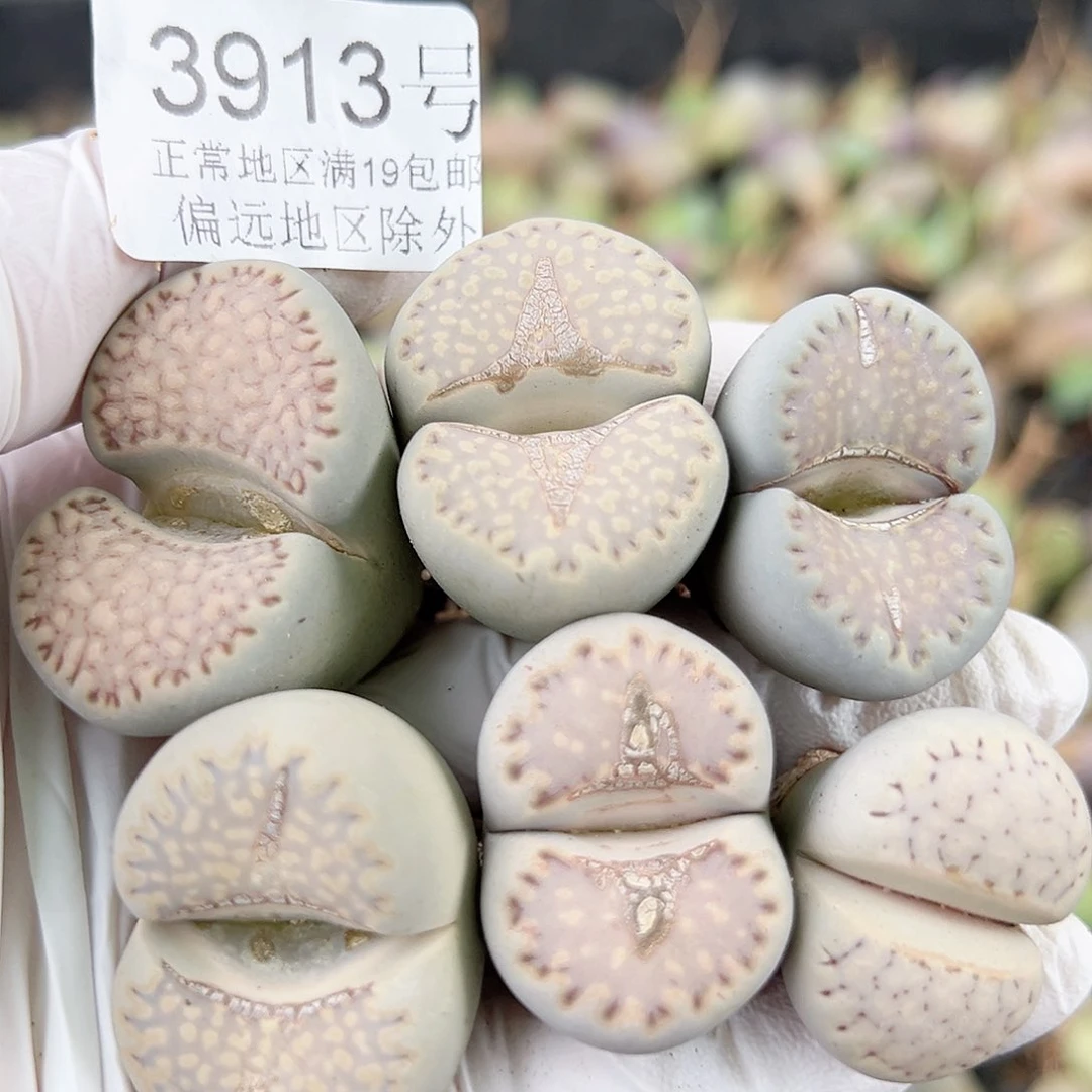 好养易活生石花大母本3913
