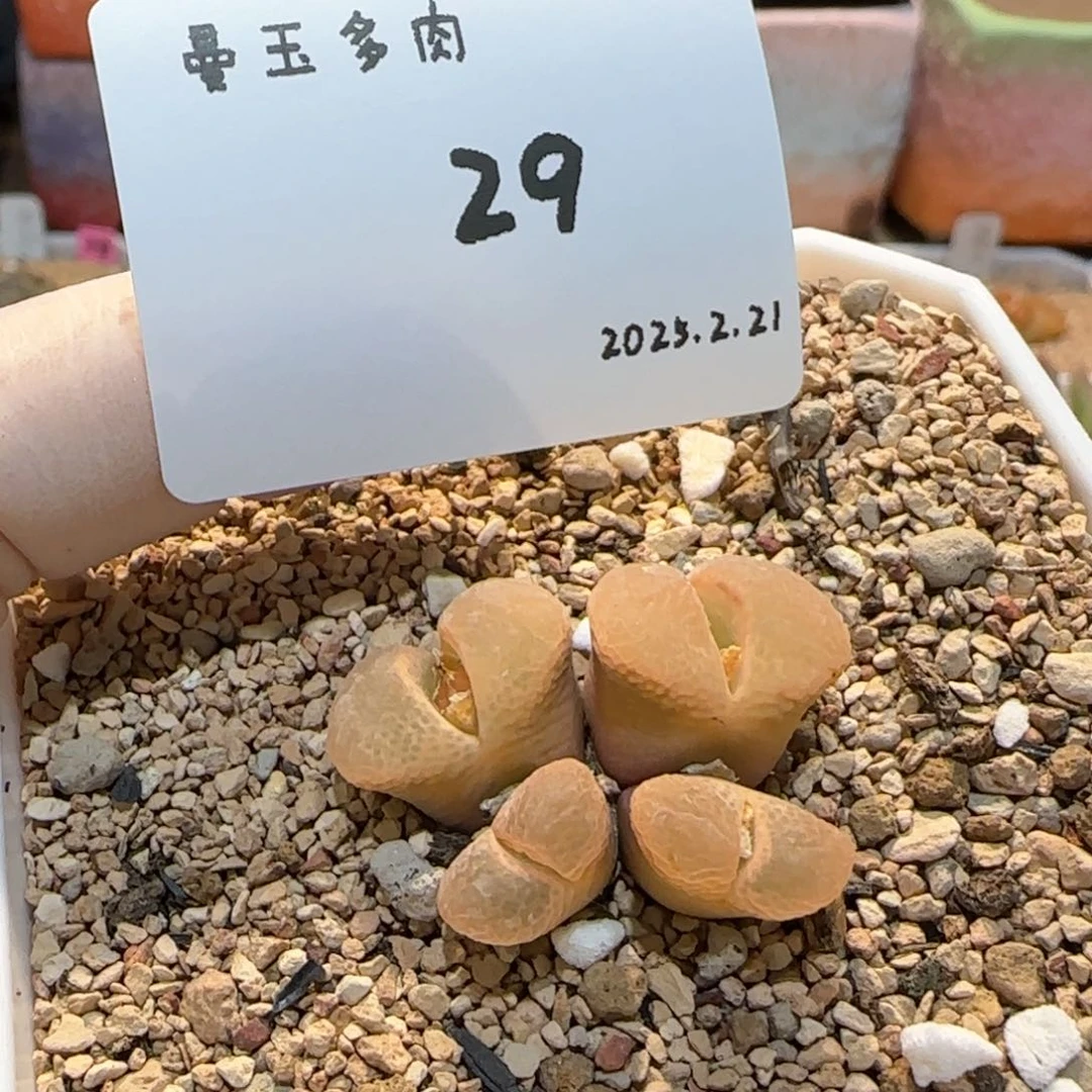 瑶**圆多肉多肉多肉2.21-029