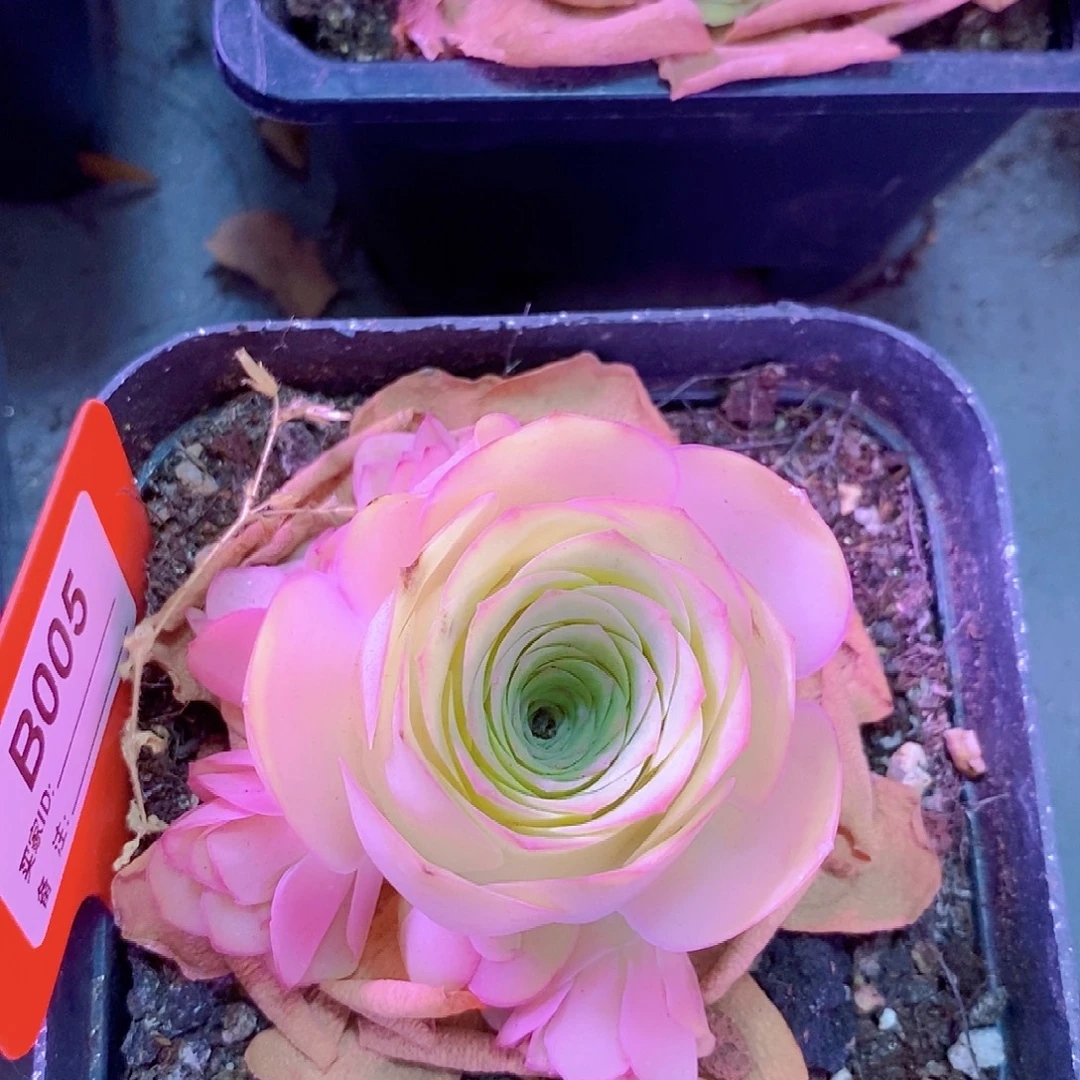 油画手捧一物一拍005