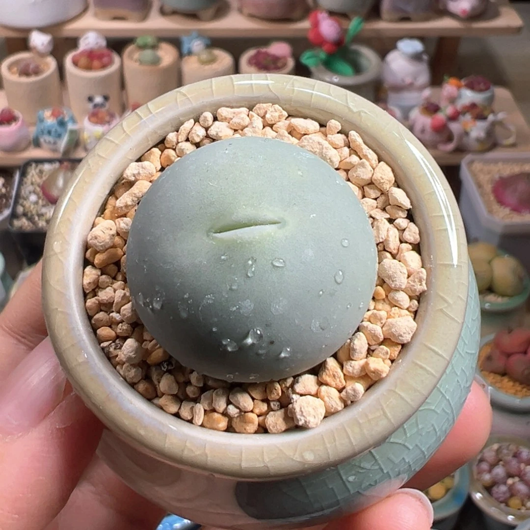 多肉植物160号鸽子蛋