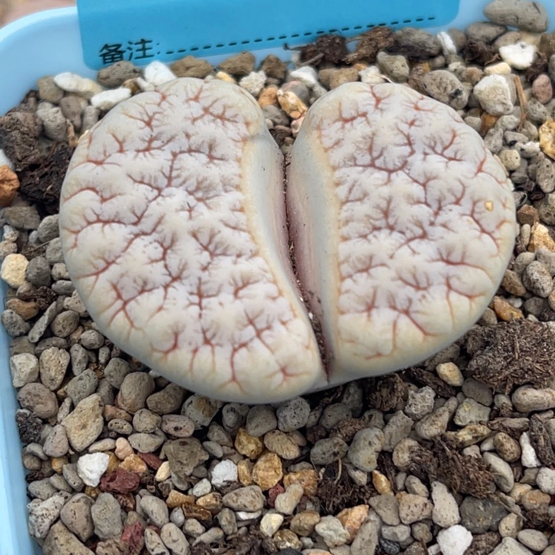 8911睫毛铁189一颗4.0服盆