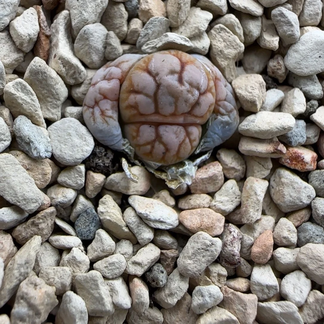 002 清框福利30包邮