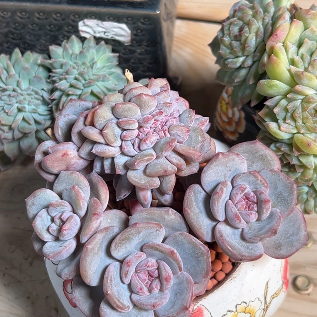 新年快乐 新年快乐