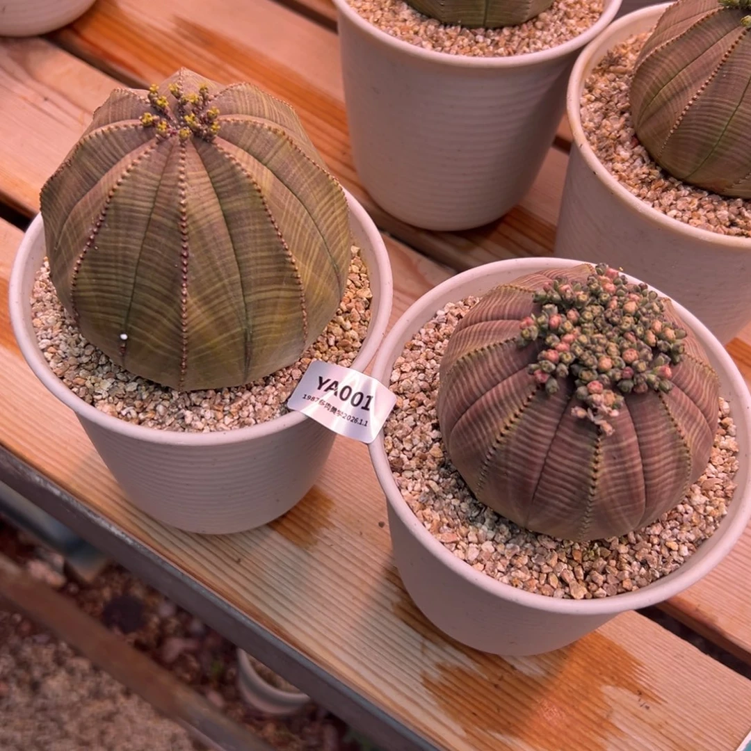 妮***子ya001肉肉肉肉肉肉肉