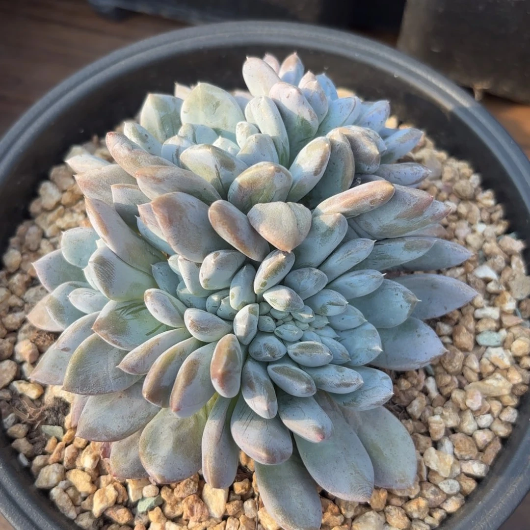 无花朵菩提缀111111