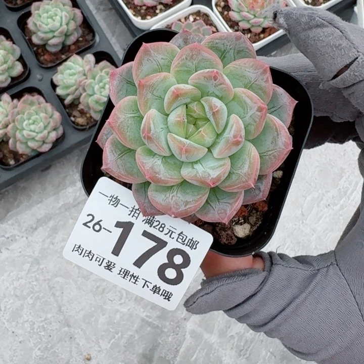 优选珍妮无盆土发货
