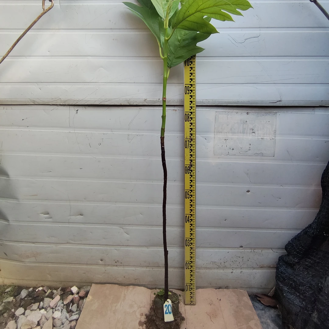 面包树面包果布袋苗20号罗蜜树马槟榔面磅树庭院大型绿植结果绿植