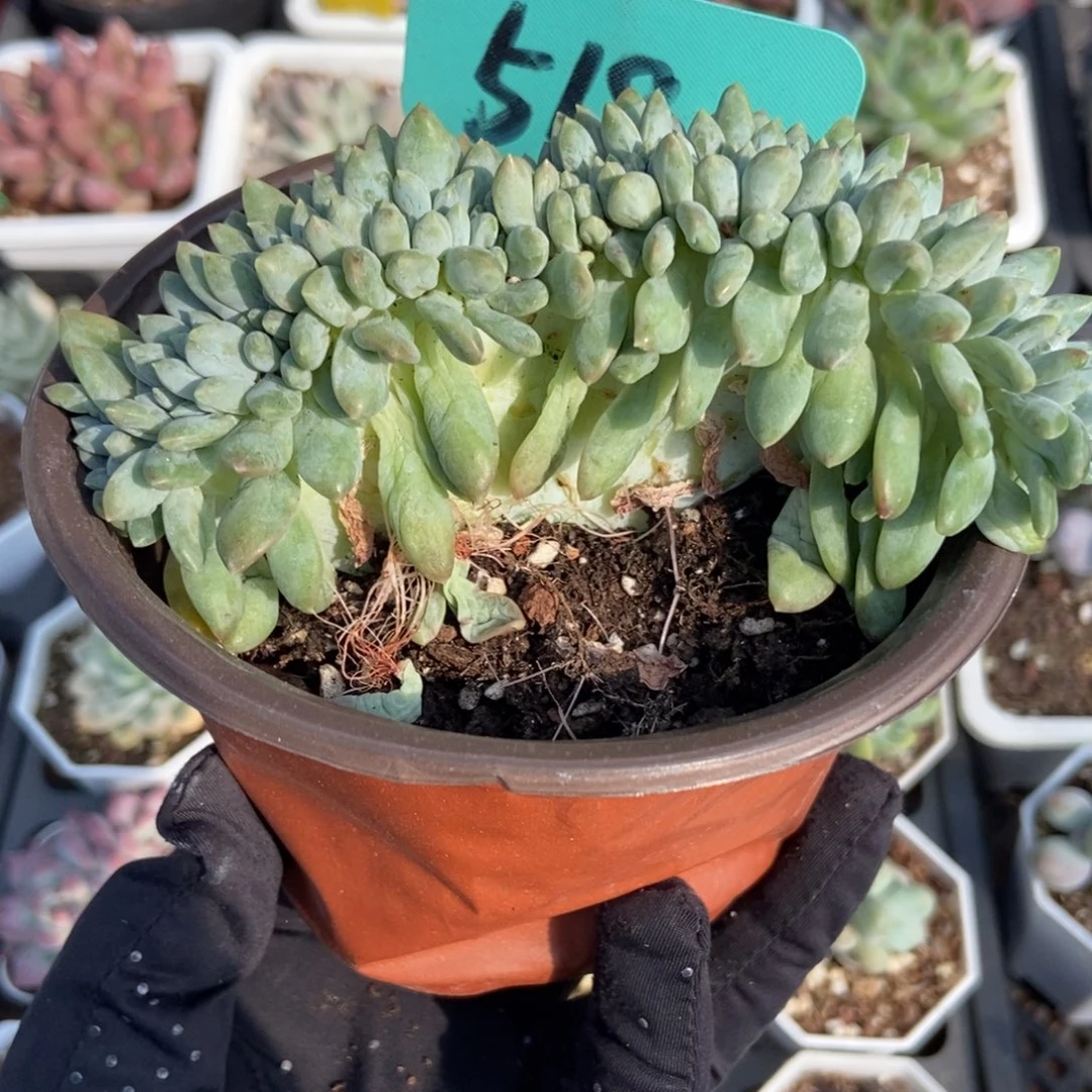 518奶糖缀多肉植物