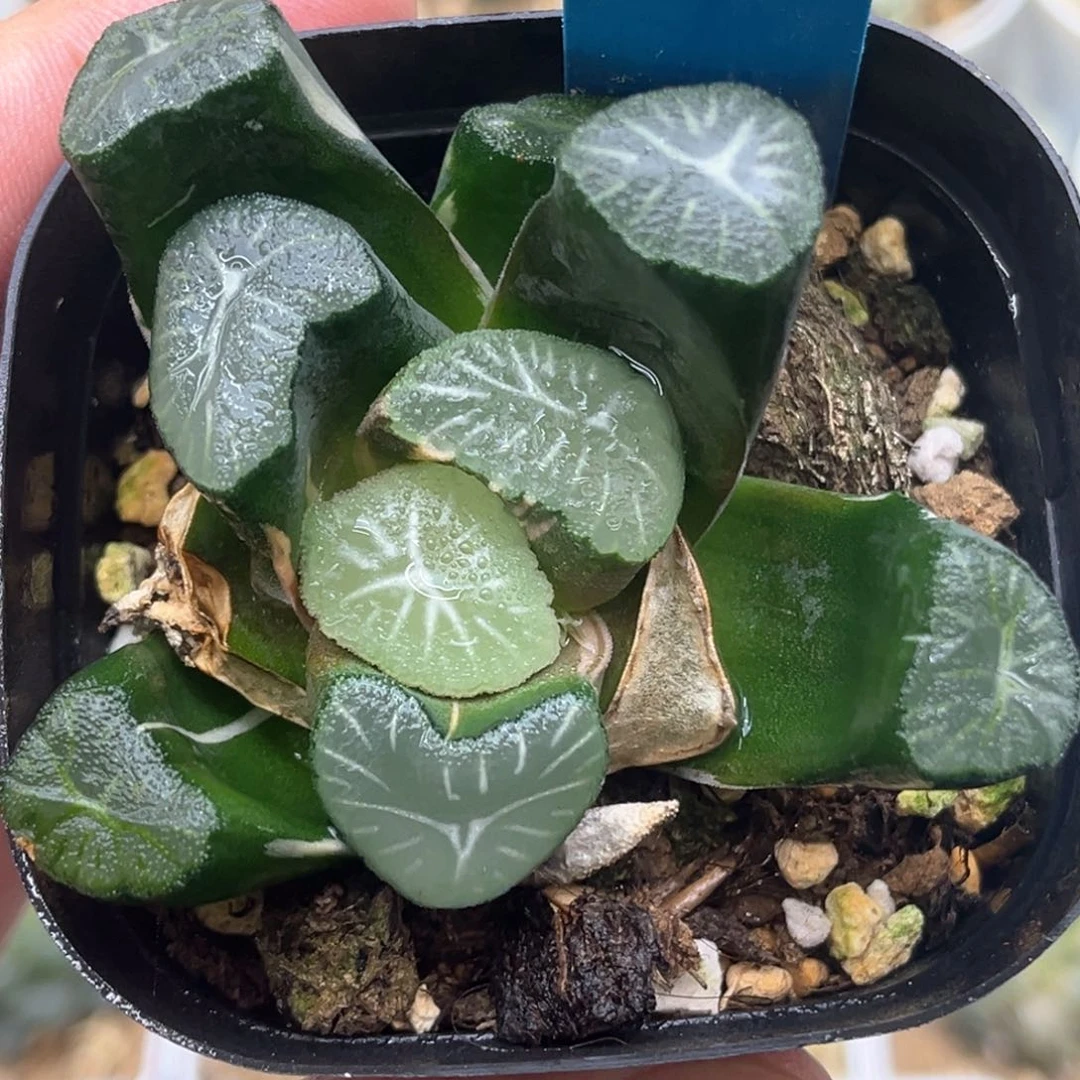 214玉龙锦发发发发发发