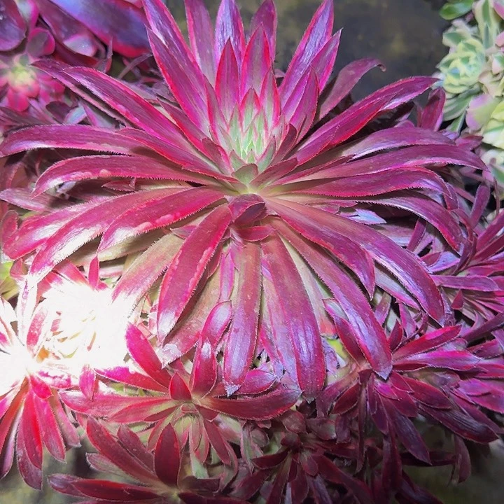 惊鸿仙子老桩亏本福利