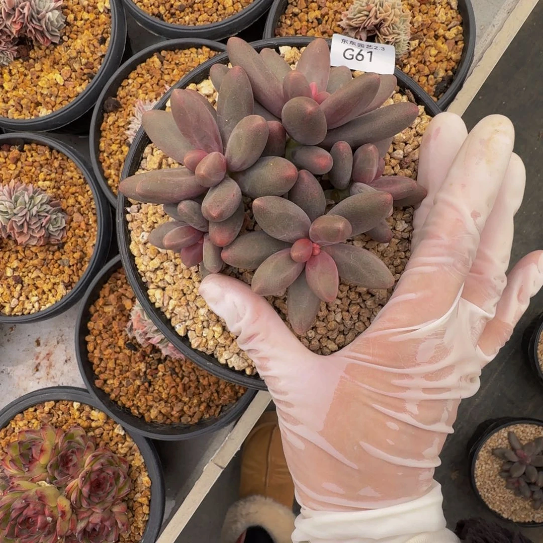 g g g g g g g g g 61