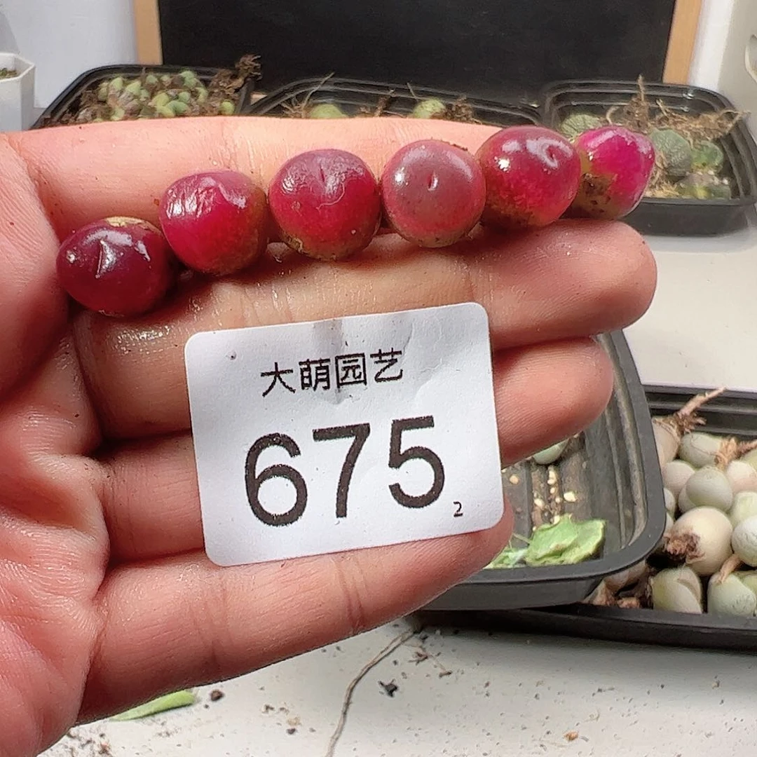 0000675 一物一拍……