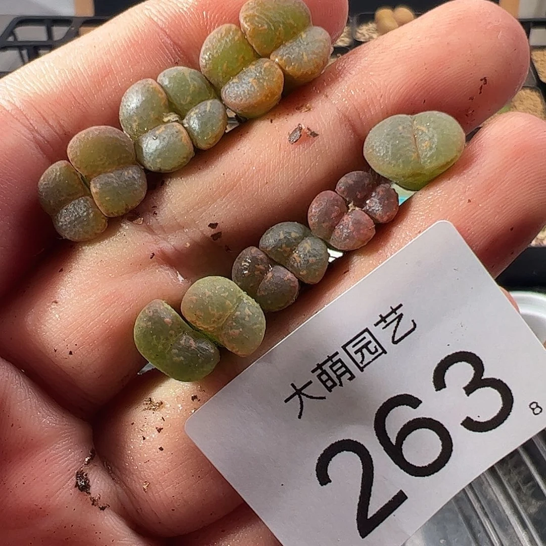 0000263 一物一拍……
