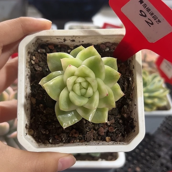 92号珍妮锦多肉植物