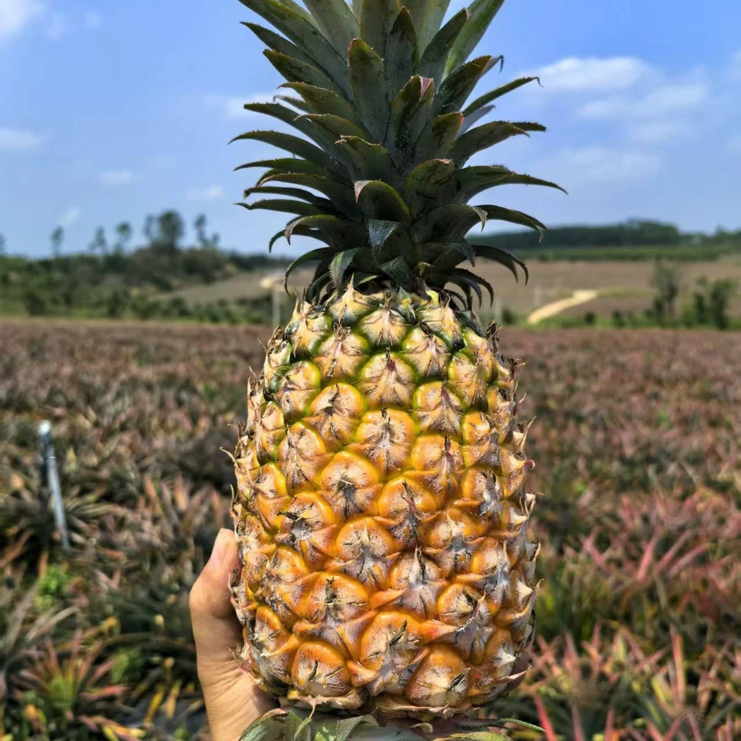 骆姑娘精选海南自然树上成熟金钻凤梨净重4-5斤现摘现发