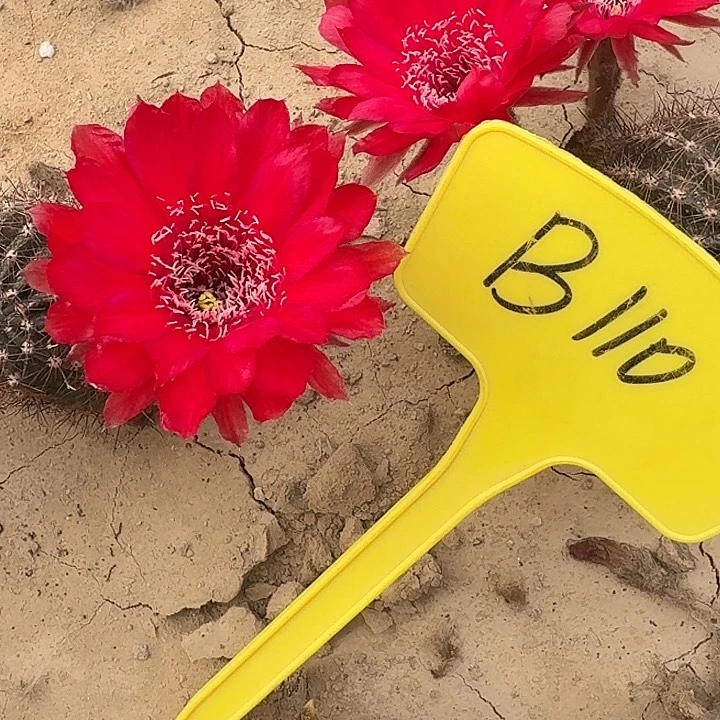B110,火舞瑕疵歪头4cm