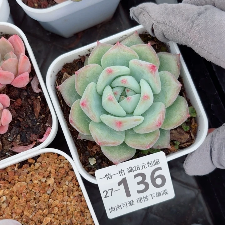 白拉糖无盆土无盆土发货无