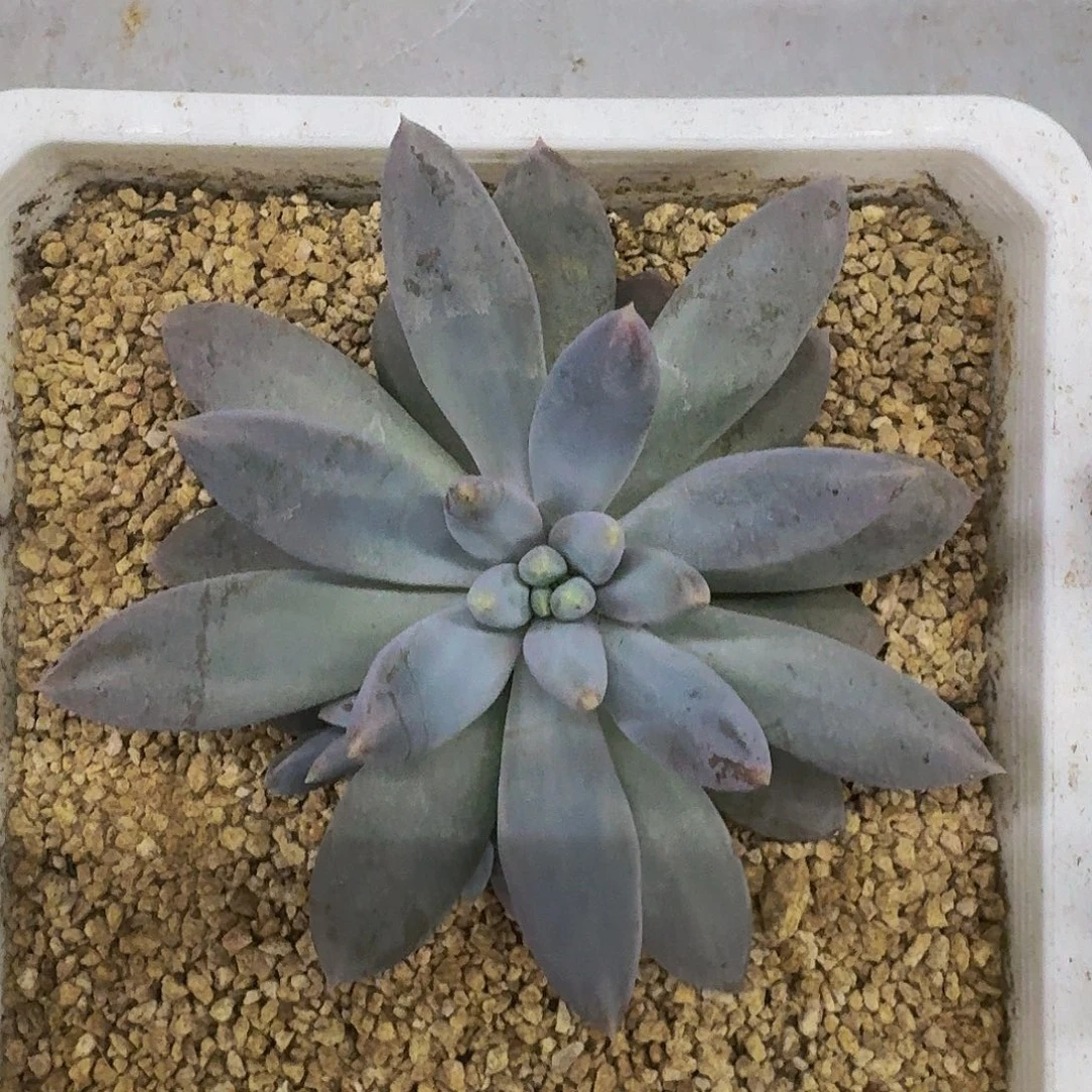 焦糖体 哥特 单头 一物一拍