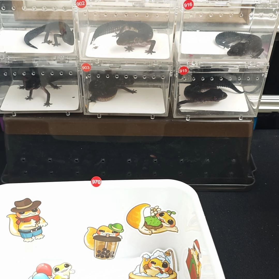 豹纹守宫豹纹守宫黑夜母