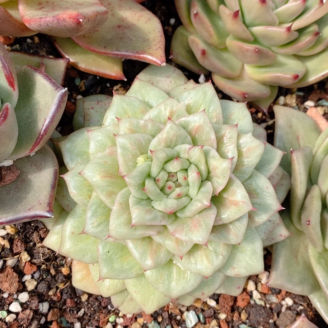 蔷薇变异（鳄鱼皮）