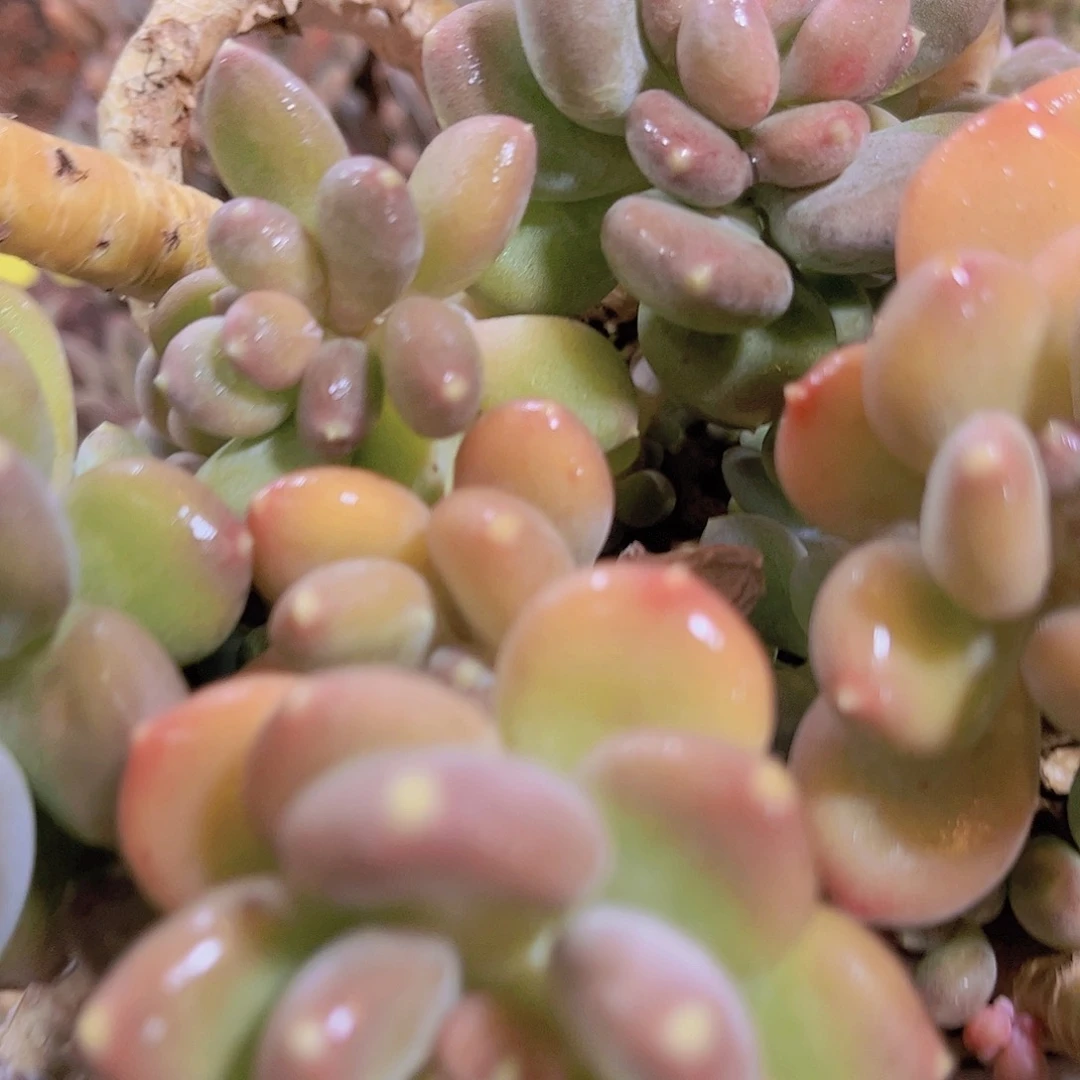 红陶无*多肉植物保护研究所