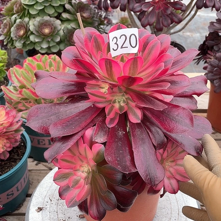 老桩320美杜莎23cm