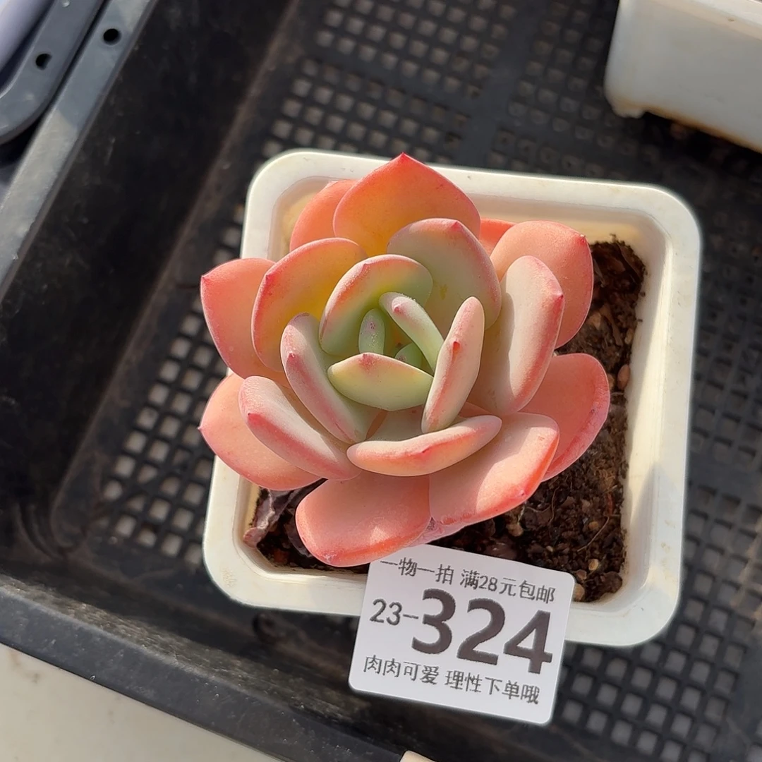 白月光无盆土发货无