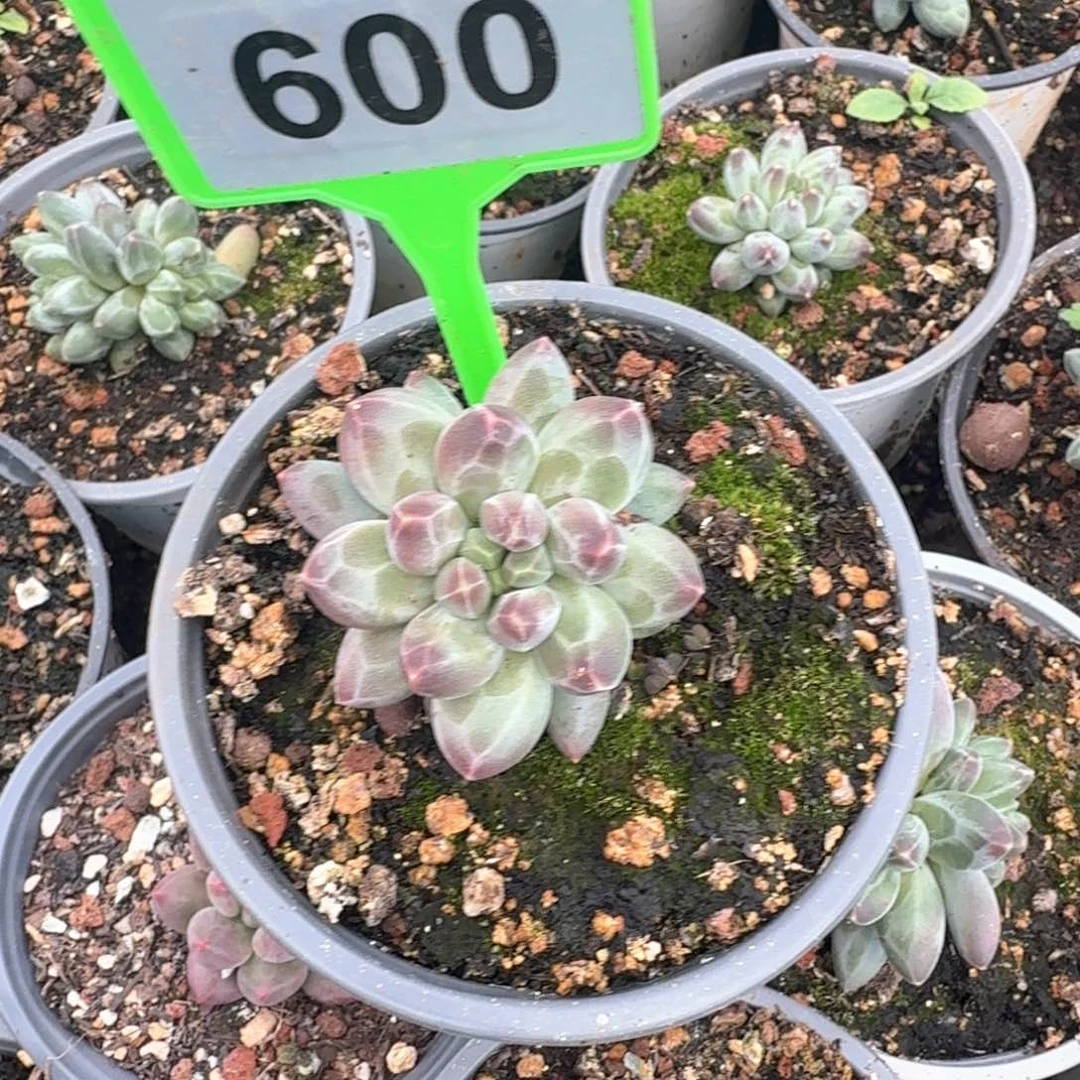 600申公豹多肉植物