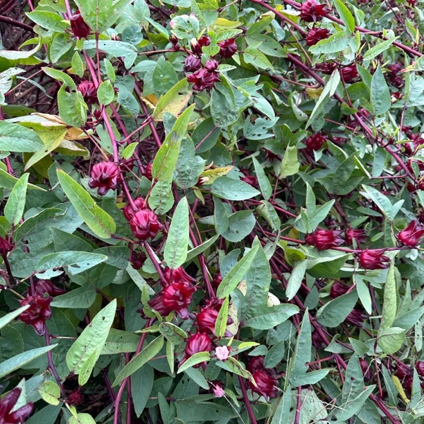 新鲜现摘洛神花红桃k可用于泡酒酵素果酱花茶原料