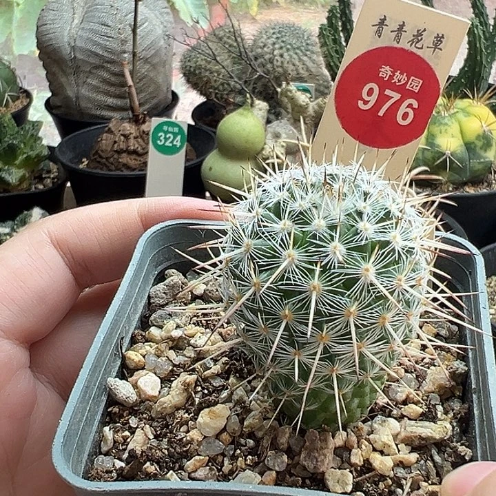 实生特选长刺白王丸3.2vm一棵