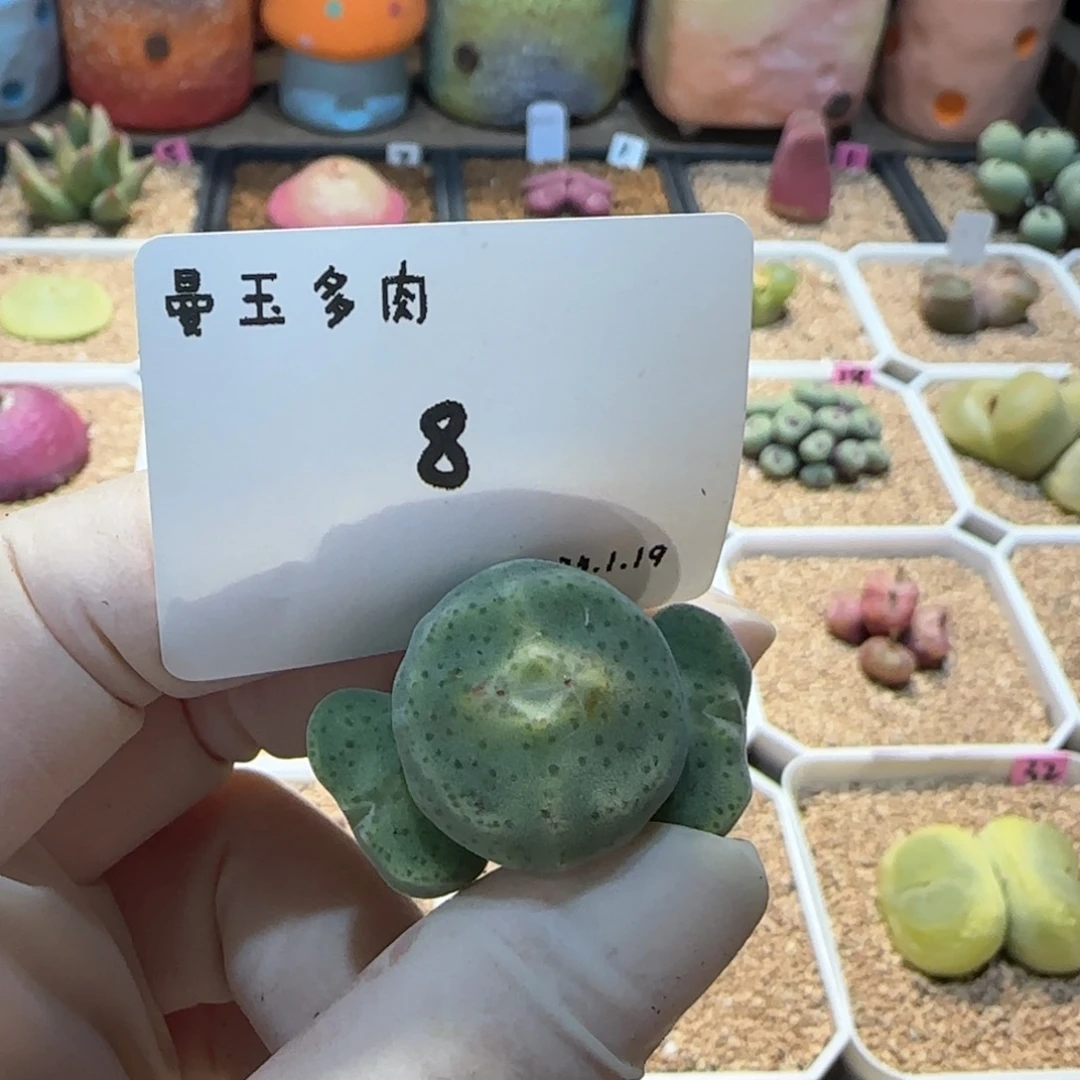 果多肉多肉多肉1.19-008