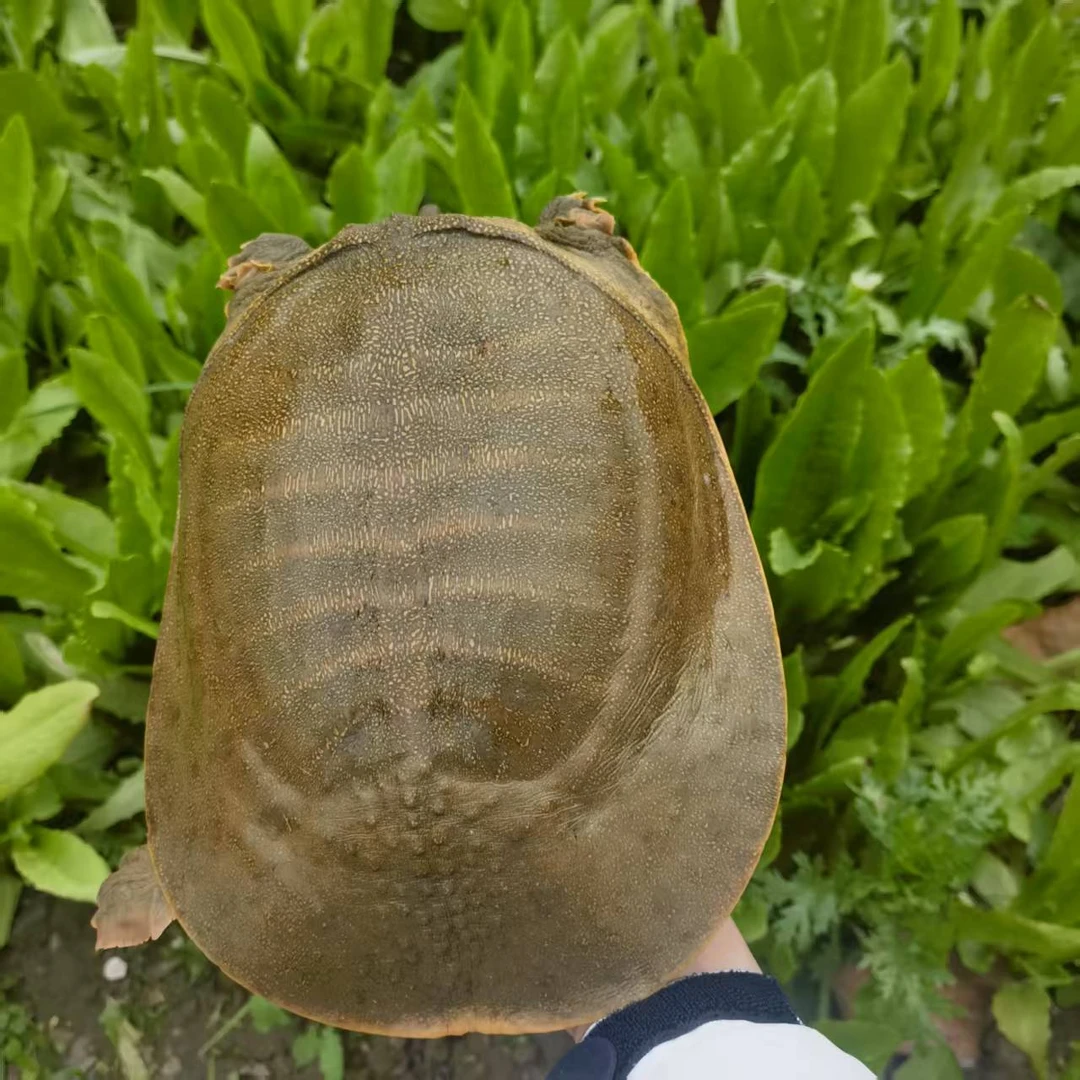 【农户直发】 外塘鲜活大甲鱼单只 3斤以上 生态鲜活大甲鱼