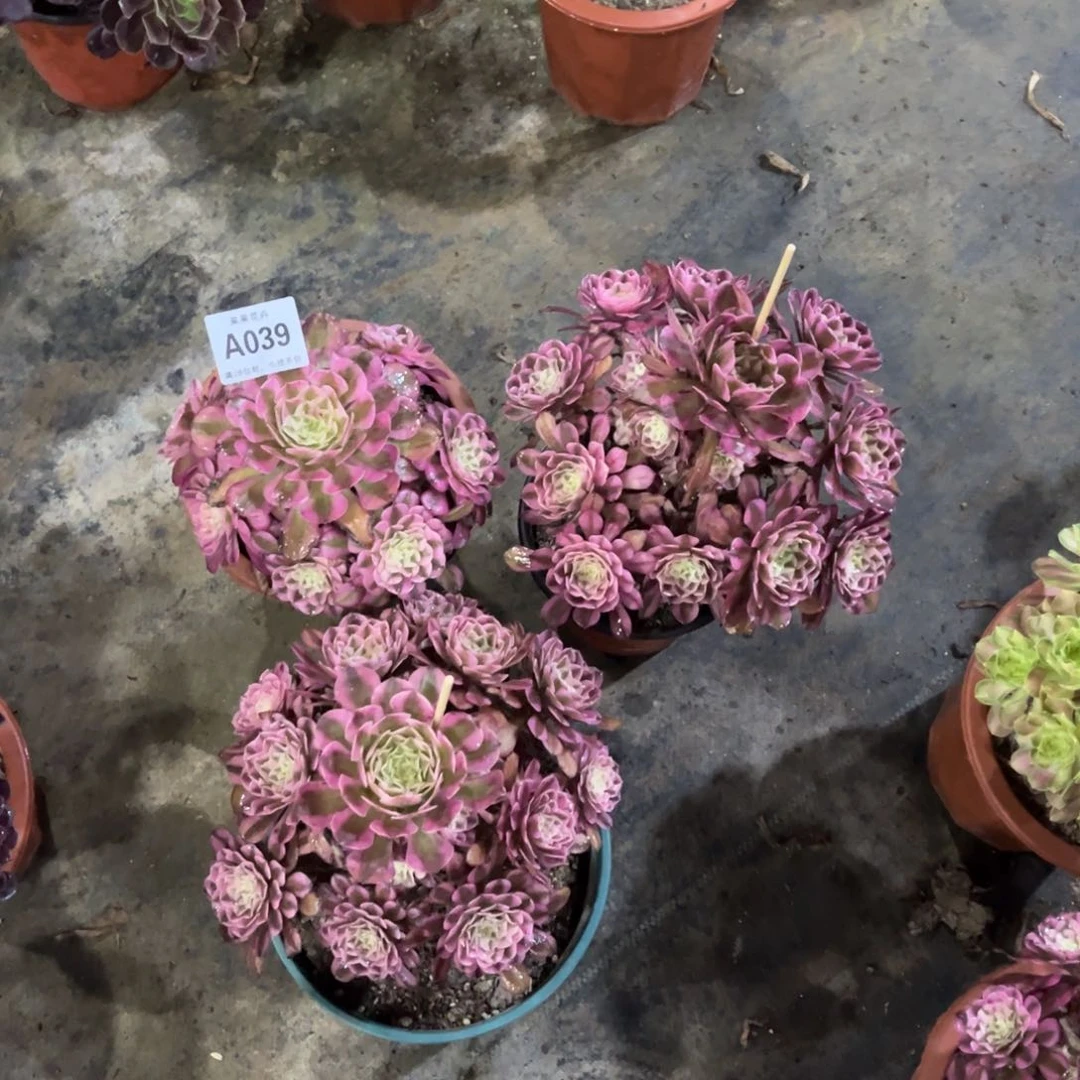 【闪购商品】套餐039多肉