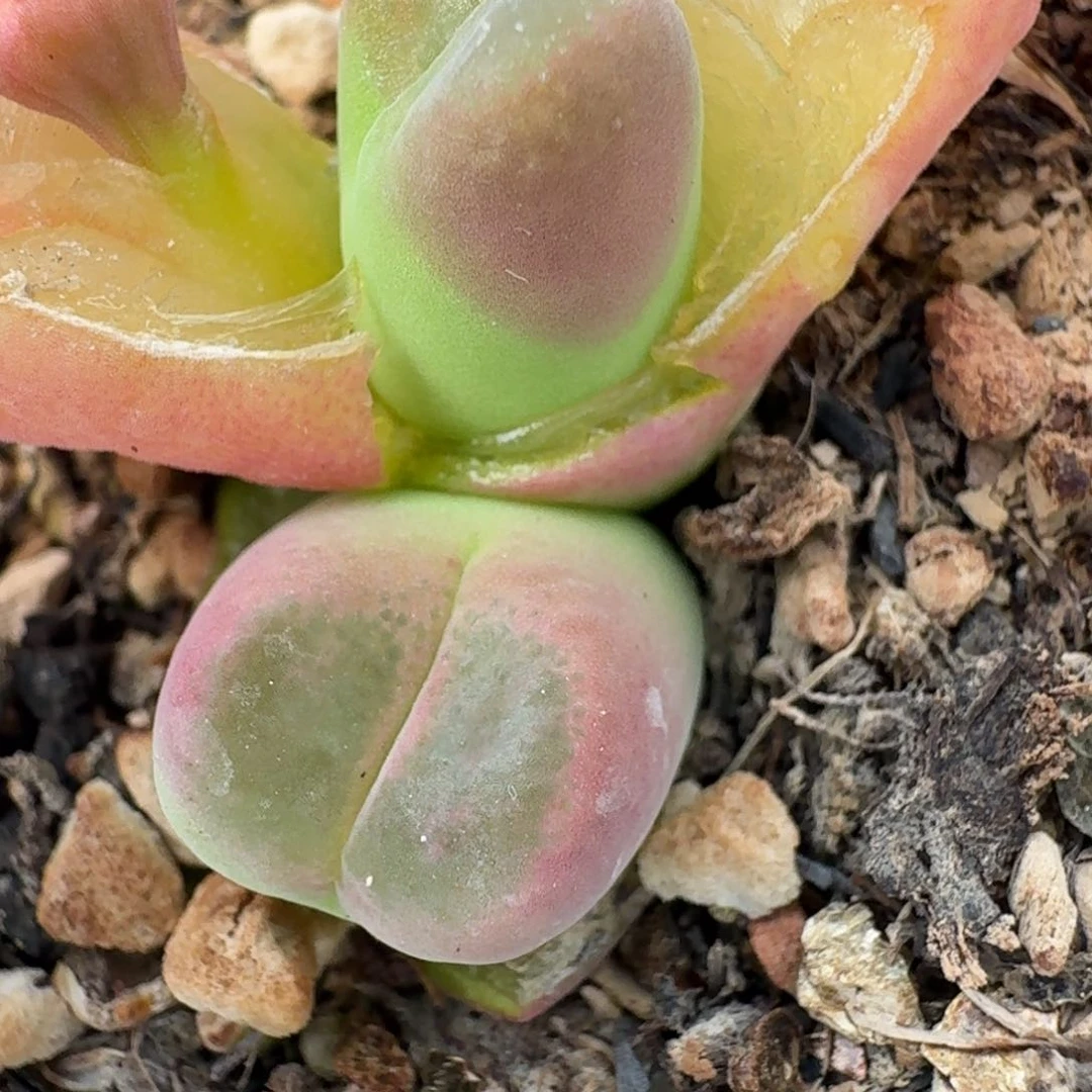 不**通423带盆发货火烈鸟965688