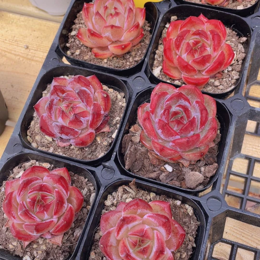 256号 夜魔侠全状态单头一个