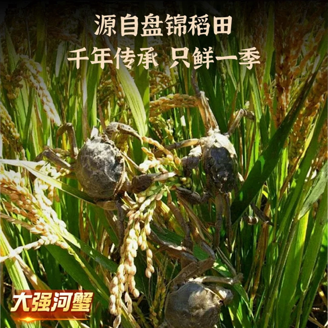 【活蟹】盘锦河蟹母蟹1.2-1两 25只 顺丰包邮