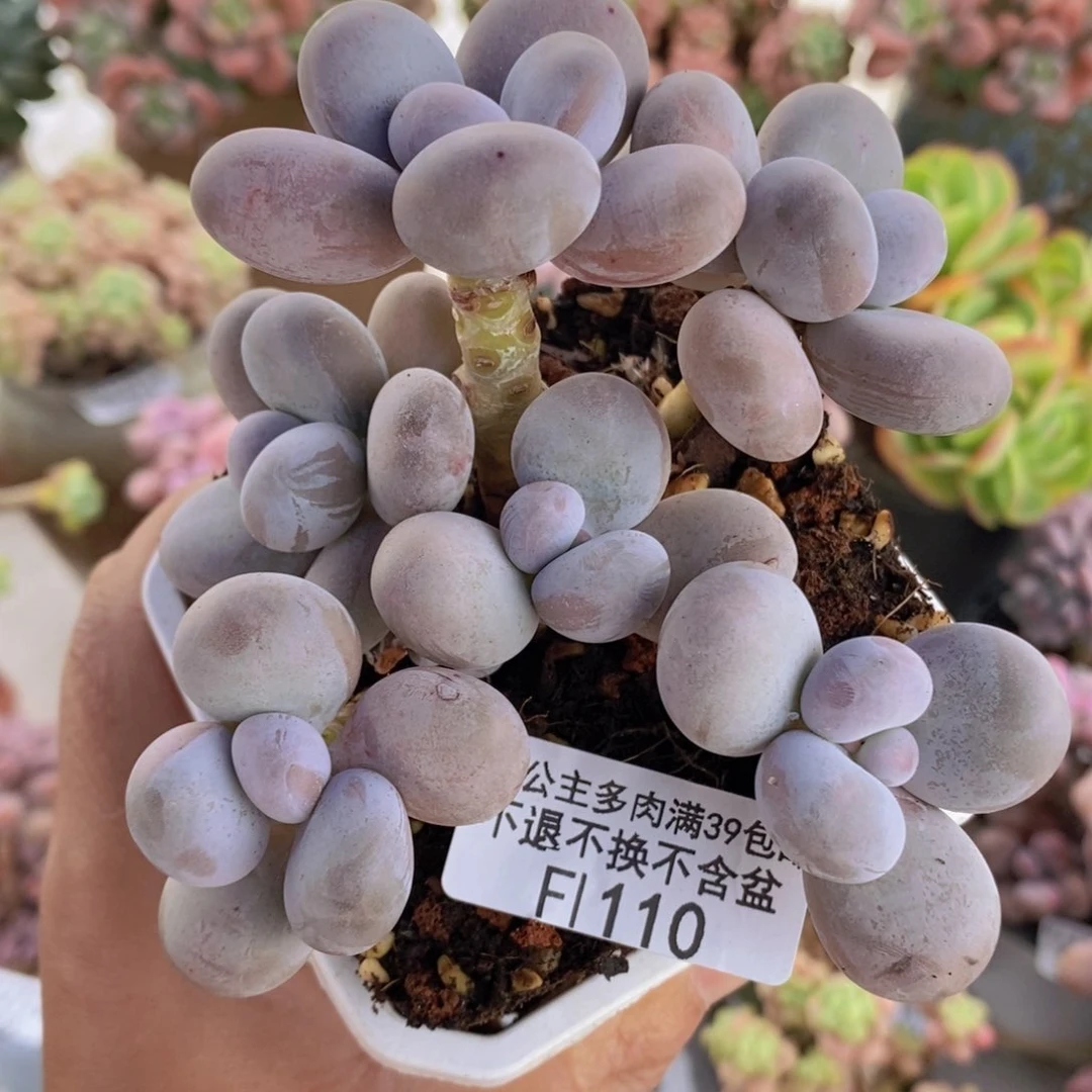 水光针奶酪9cm110多肉植物