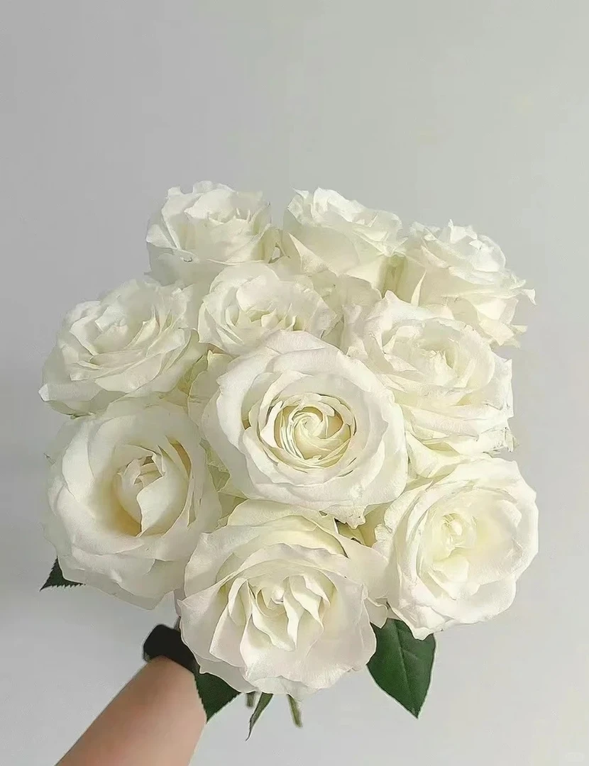 【鲜切花】白色骄傲玫瑰  昆明直发同地址两单以上德邦包邮送货上门