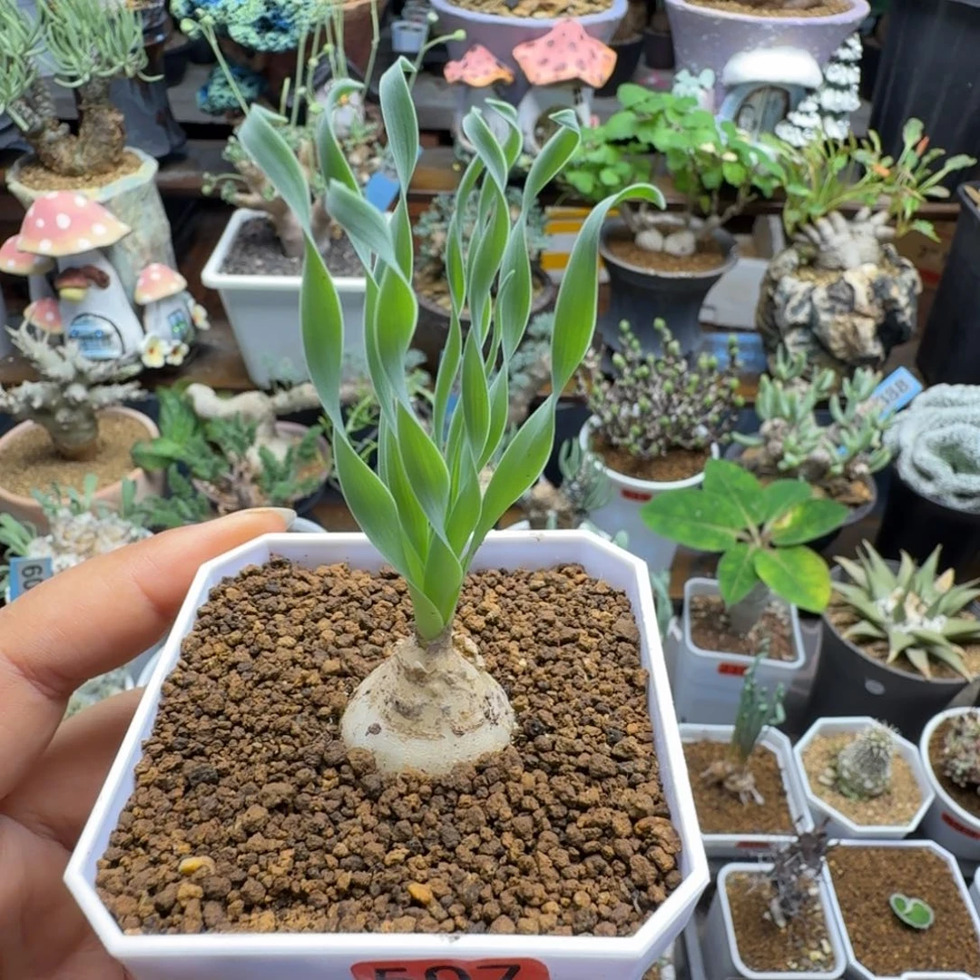 贵妃弹簧草507仙人掌