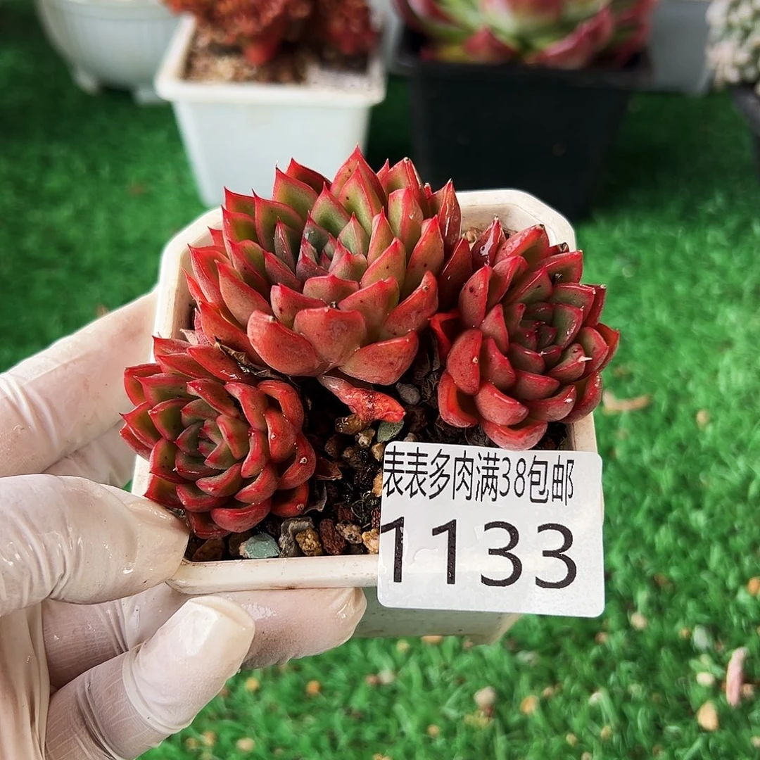 无花朵多肉一物一拍植物1133