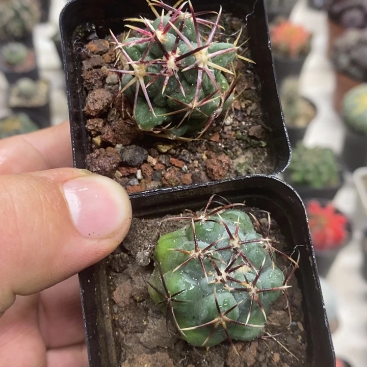 实生大红鹰2颗特价