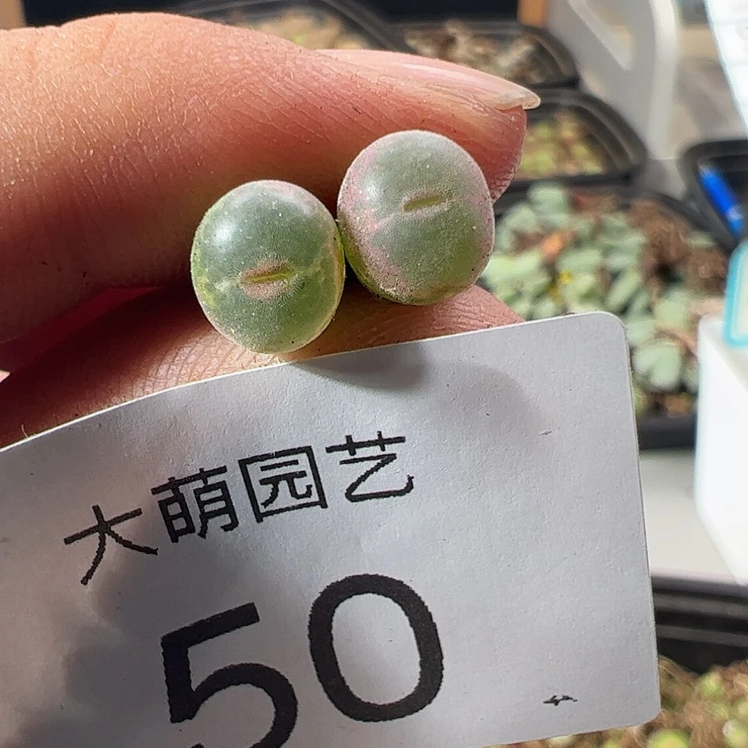 一物一拍安格尼斯之眼。   50