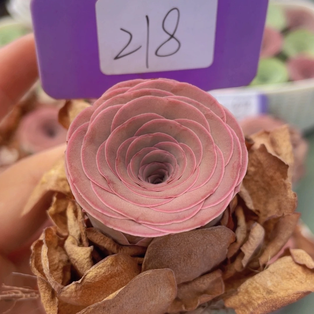 山地玫瑰J218裸根发货不售后