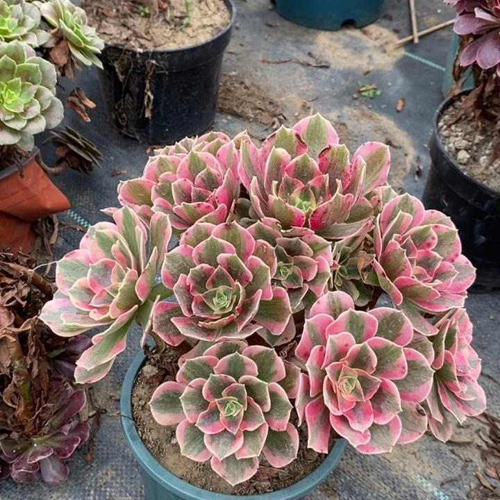 粉女巫多肉植物7。