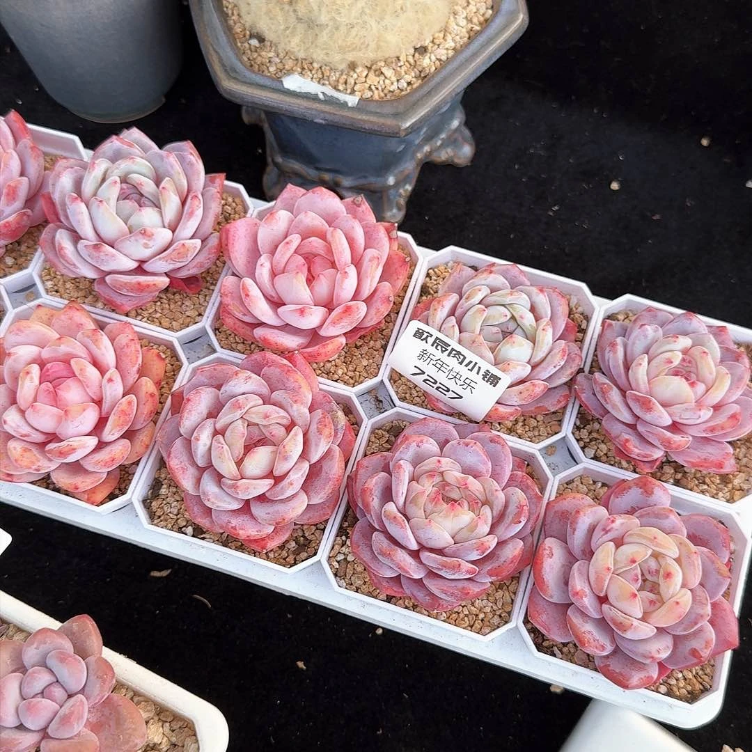 胖***.多肉植物雪天使10颗7227