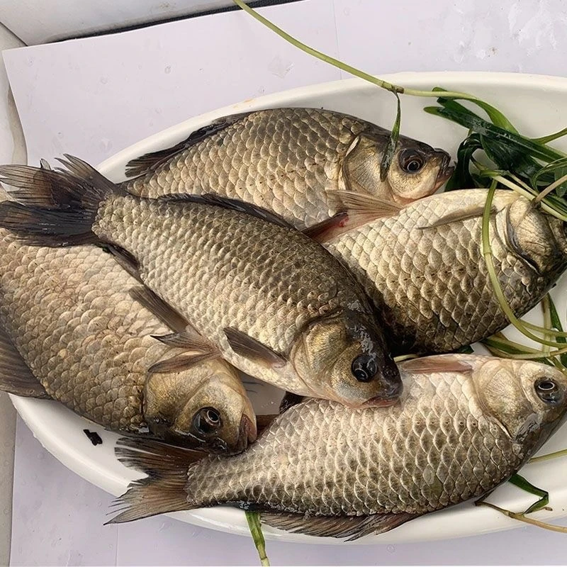 微湖纯野鲫鱼现捕现发不杀随机发保鲜不保活