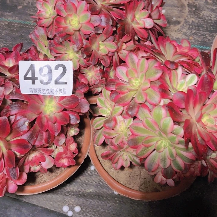 【闪购商品】微*492美杜莎2-2