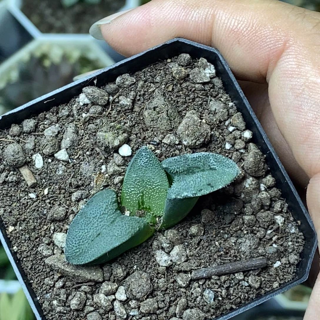 福利克寿一物一拍