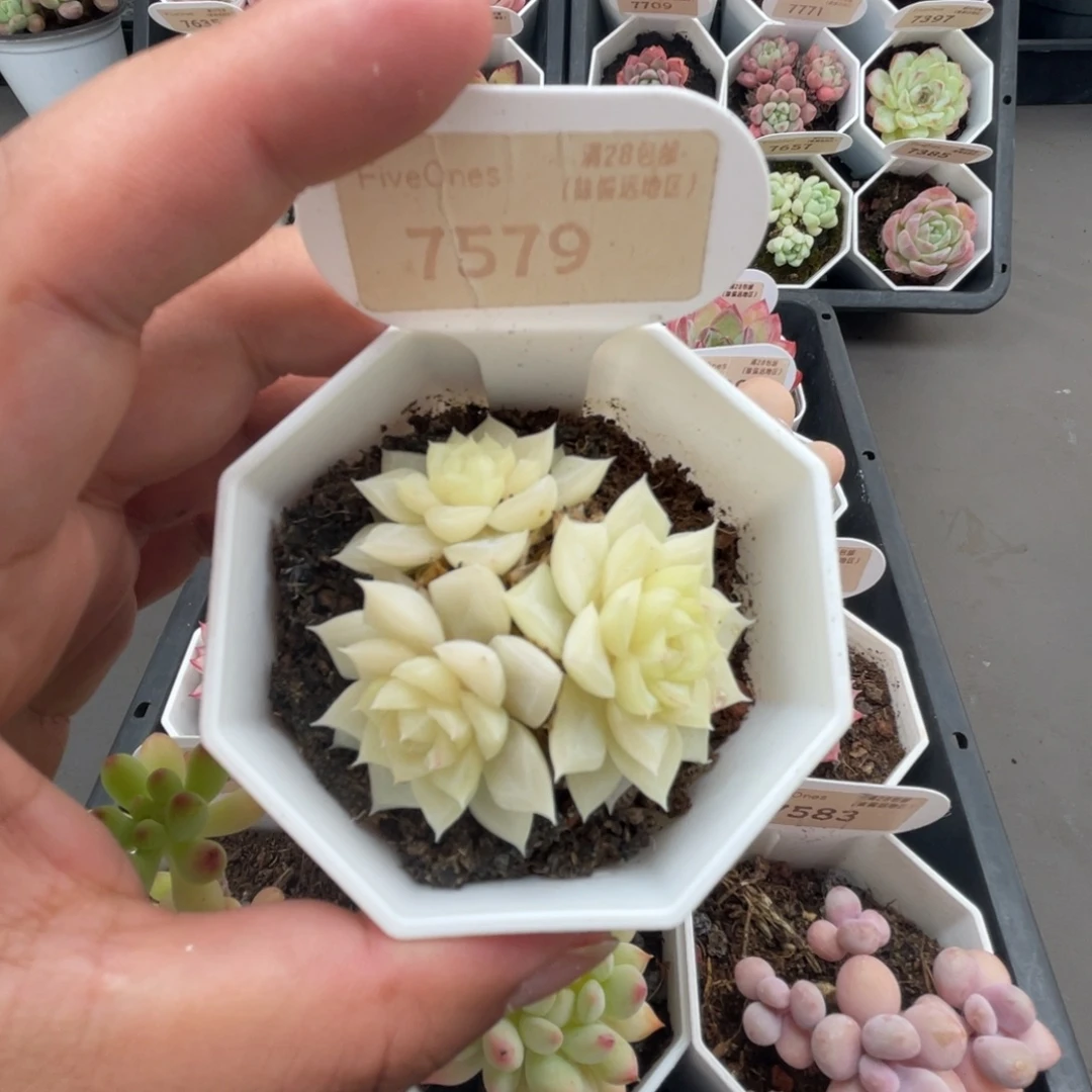 7579白天鹅4.0厘米