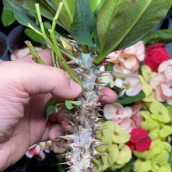 虎刺梅枝条-完美红15元